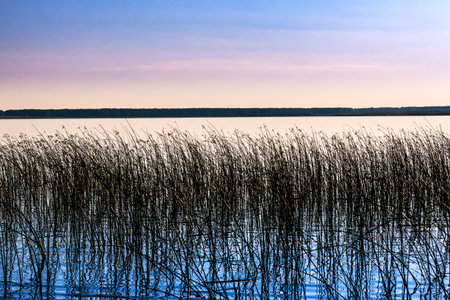 view of the calm lake due to the growing caneの写真素材