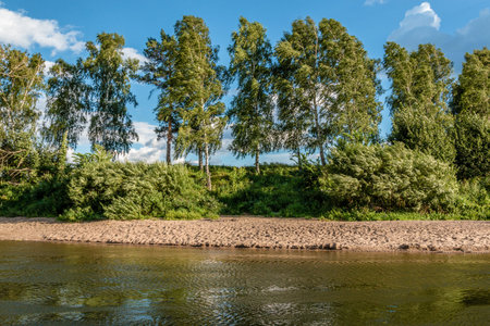 beautiful high birches grow on the river bankの写真素材