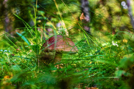 mushroom grows among the grass in the forestの写真素材