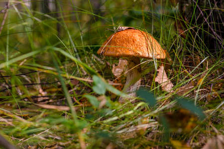 mushroom grows among the grass in the forestの写真素材