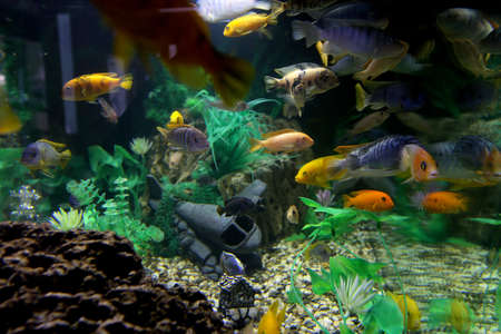 Aquarium with beautiful, bright fish is a good resting placeの写真素材