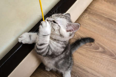 little kitten scottish breed playing on the couchの写真素材