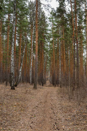 footpath in the pine forest in the early springの写真素材