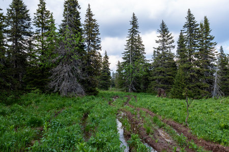 dense, pristine, untouched forest in the highlands