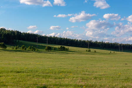dense, pristine, untouched forest in the highlandsの写真素材
