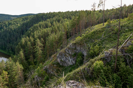 dense, pristine, untouched forest in the highlandsの写真素材