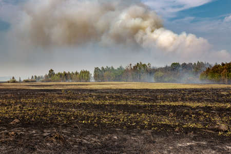 dry grass burning on the field on a hot day aの写真素材