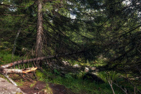 dense, pristine, untouched forest in the highlandsの写真素材
