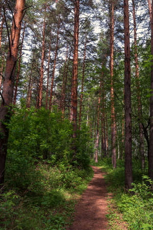 a forest path meanders among a dense forestの写真素材