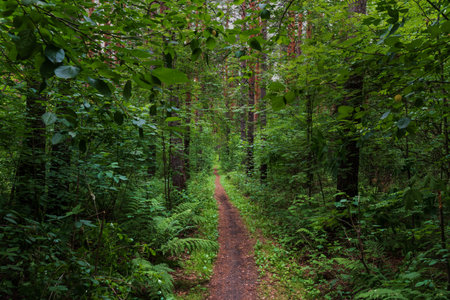 a forest path meanders among a dense forest