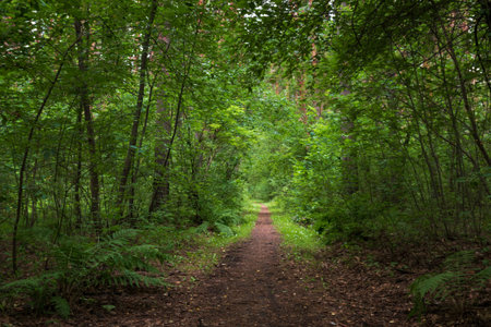 a forest path meanders among a dense forest