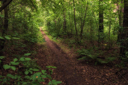 a forest path meanders among a dense forestの写真素材