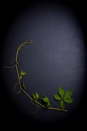 wild grape leaves on a black background iの写真素材