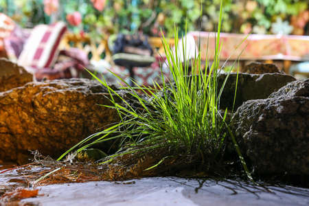 green wild grass at the edge of the garden pathの写真素材