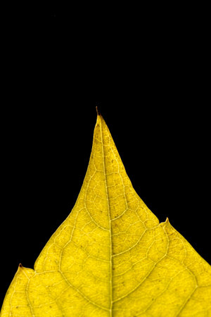 autumn leaves isolated on black background i