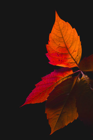 autumn leaves isolated on black background i