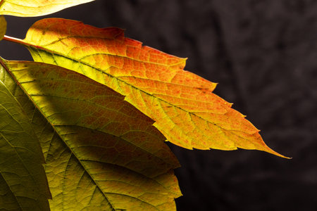 autumn leaves isolated on black background i