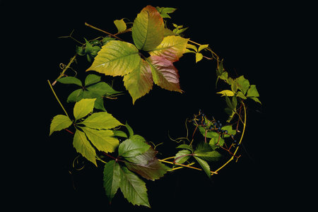 grape leaves tied in a wreath on a black background