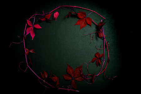 wild grape leaves on a black background iの写真素材