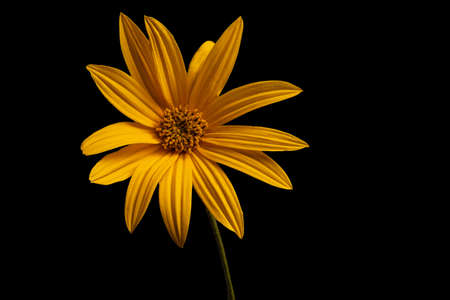 bright lonely flower on a black backgroundの写真素材