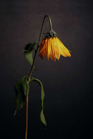 bright lonely flower on a black backgroundの写真素材