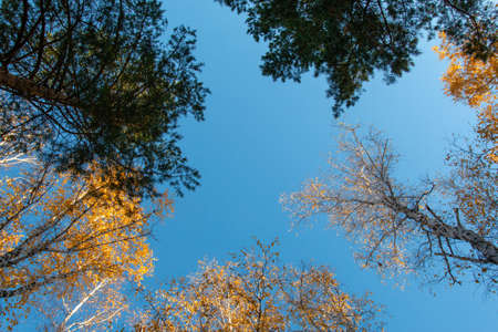 blue clear sky through the crowns of treesの写真素材