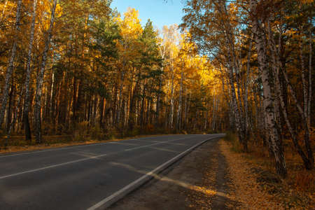 turn the atomic highway in the autumn forestの写真素材