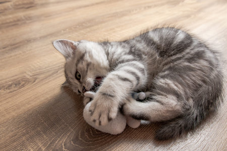 kitten breed scotsman plays on a wooden floorの写真素材