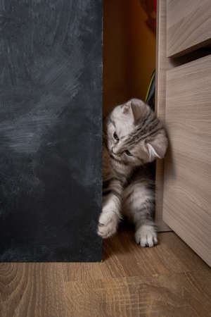 kitten breed scotsman plays on a wooden floorの写真素材