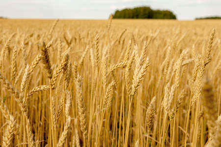 field of wheat with ripe ears ready for harvestの写真素材