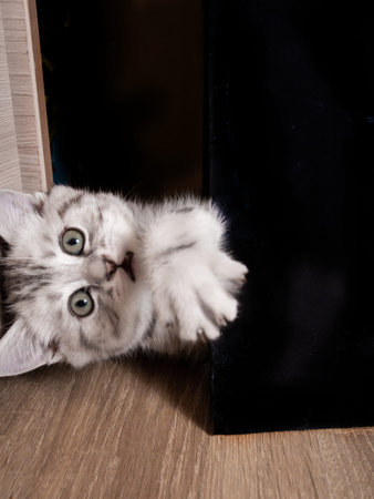 the cat is sitting on the floor in the roomの写真素材