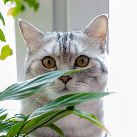 beautiful cat breed Scottish sitting among the foliageの写真素材