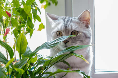 beautiful cat breed Scottish sitting among the foliageの写真素材