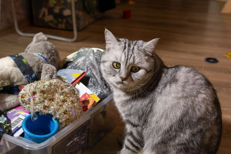 Scottish cat sits near a box with things iの写真素材