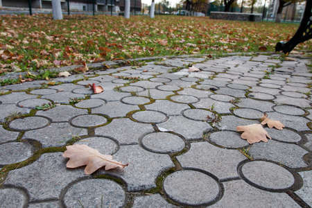 autumn yellow leaves on green grassの写真素材