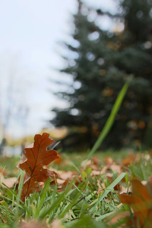 autumn yellow leaves on green grassの写真素材