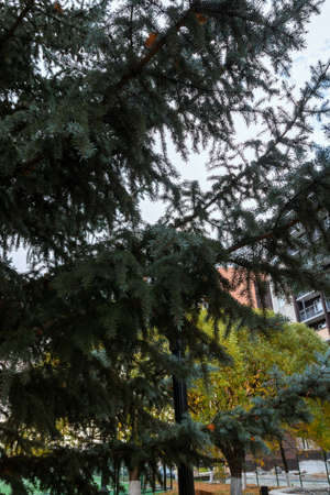 trees standing in front of a modern multi-storey buildingの写真素材