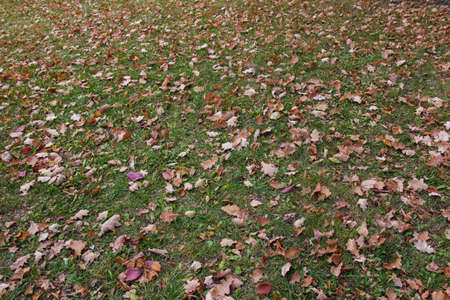 autumn yellow leaves on green grassの写真素材