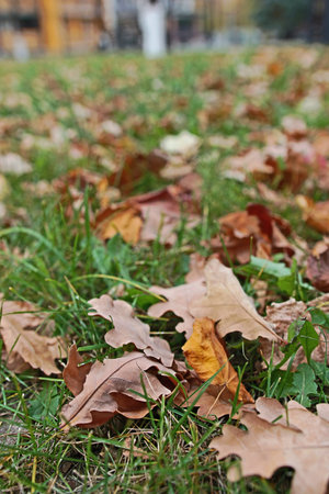 autumn yellow leaves on green grassの写真素材