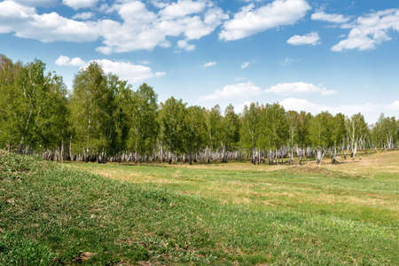 nature landscape summer sky with white clouds and green grass on the fieldの写真素材