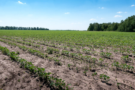 agricultural plants planted in rows in a farm field