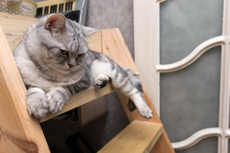 the cat lies and rests on the steps of the wooden ladderの写真素材