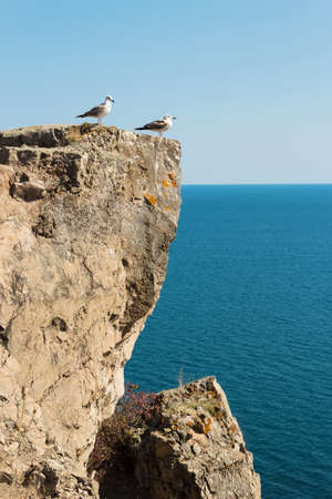 Two seagulls standing on a vertical cliff over the seaの写真素材