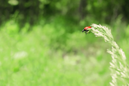 Ladybug on the edge of the grass stalkの写真素材