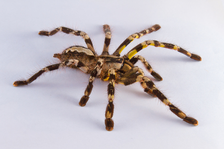 Tarantulaの写真素材