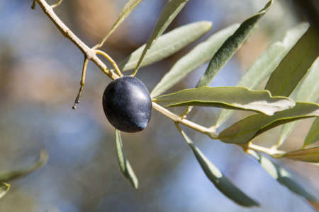 Black Ripe Olive on a tree branchの写真素材