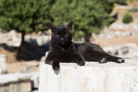 Cat over Pillar in Ephesus Ancient City in Izmir, Turkeyのeditorial素材