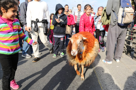 ISTANBUL, TURKEY - NOVEMBER 15, 2015: Sheep over Bosphorus Bridge during 37th Istanbul Marathon. More than 100000 people attended to marathon, 15K, 10K and fun run.のeditorial素材