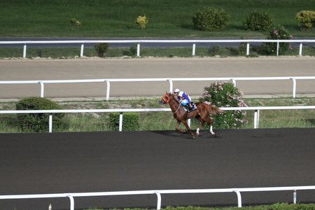 ISTANBUL, TURKEY - JULY 07, 2017: Unidentified rider getting ready to a run in Istanbul Horce Race, Veliefendi racetrack.のeditorial素材