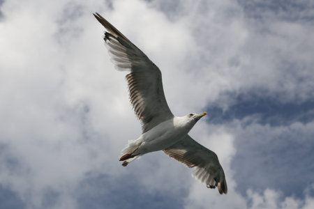 A white seagull is flying over sea